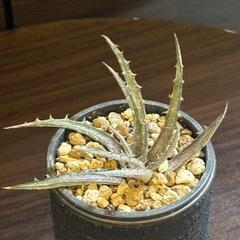 発根済 ディッキア 子株 2号缶サイズ 高さ約12cm 親株由来【手渡し】の画像