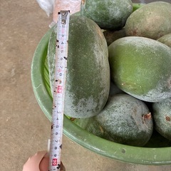 冬瓜　シブイの画像