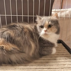 ✨🎄😻🏠✨2025年12月7日(日) 13時から立川すみれペット...