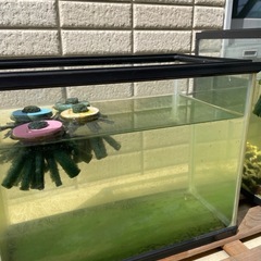 ミックスメダカ　No.40の画像