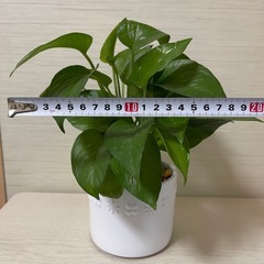 ͛.*🍃可愛い陶器鉢  ポトス☘ ̖́-の画像
