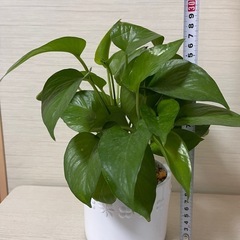 ͛.*🍃可愛い陶器鉢  ポトス☘ ̖́-の画像