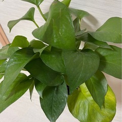 ͛.*🍃可愛い陶器鉢  ポトス☘ ̖́-の画像