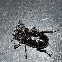 タランドゥスオオツヤクワガタ〜ペア〜の画像