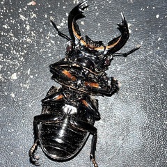 タランドゥスオオツヤクワガタ〜ペア〜の画像