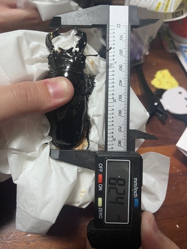 タランドゥスオオツヤクワガタ〜ペア〜