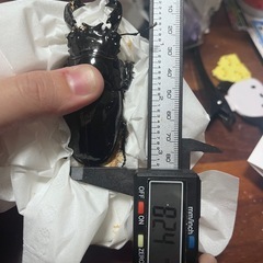 タランドゥスオオツヤクワガタ〜ペア〜の画像