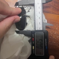 タランドゥスオオツヤクワガタ〜ペア〜の画像