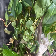 観葉植物　フィロデンドロンの画像