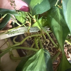 観葉植物　フィロデンドロンの画像