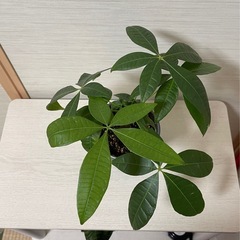 🌴パキラ🌴の画像