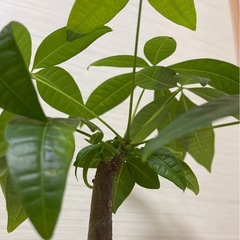 🌴パキラ🌴の画像