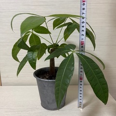 🌴パキラ🌴の画像