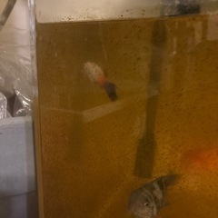 巨大プラティ　4匹セット！の画像