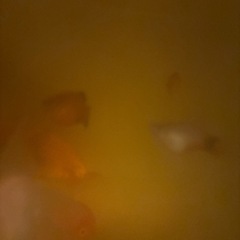 巨大プラティ　4匹セット！の画像