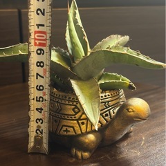 アガベ・ピーコッキー × 縁起の良い“金の亀”ハンドメイド鉢 2号サイズの画像