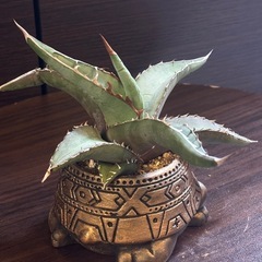 アガベ・ピーコッキー × 縁起の良い“金の亀”ハンドメイド鉢 2号サイズの画像