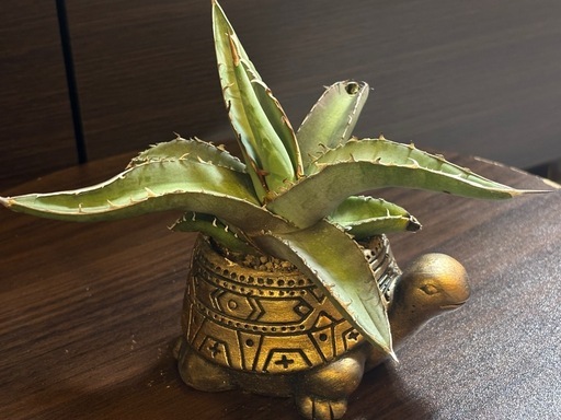 JINBEI　オベサまとめ売り　アガベ鰐亀子株 JINBEI オベサまとめ売り アガベ鰐亀子株 JINBEI オベサまとめ売り