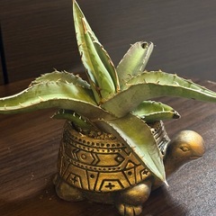 アガベ・ピーコッキー × 縁起の良い“金の亀”ハンドメイド鉢 2号サイズの画像