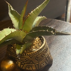 アガベ・ピーコッキー × 縁起の良い“金の亀”ハンドメイド鉢 2号サイズの画像