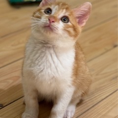 ゴロゴロモフモフの超人懐こい茶白君