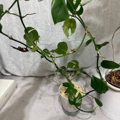 1.5m　ヒメモンステラ　観葉植物の画像