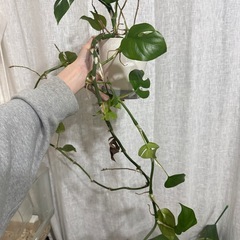 1.5m　ヒメモンステラ　観葉植物の画像