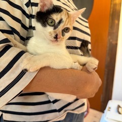 超甘えん坊さんの白三毛ちゃん