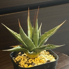 アガベ・カイバベンシス 鋸歯 発根済 美株の画像