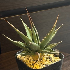 アガベ・カイバベンシス 鋸歯 発根済 美株の画像