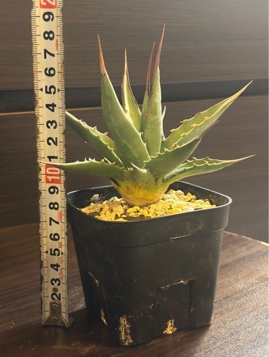 アガベ・ユタエンシス・カイバベンシス （Agave utahensis var. kaibabensis）