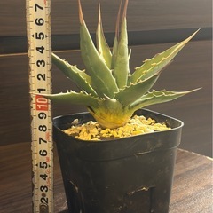 アガベ・カイバベンシス 鋸歯 発根済 美株の画像