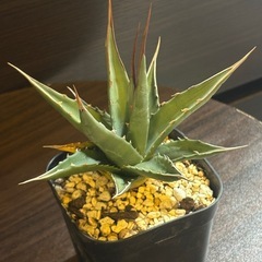 アガベ・カイバベンシス 鋸歯 発根済 美株の画像