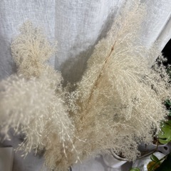 パンパスグラス5本セットの画像