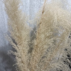 パンパスグラス5本セットの画像