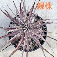 発根済 ディッキア 子株 2号缶サイズ 高さ約12cm 親株由来【手渡し】の画像