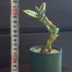 地下茎から発生した珍株 アガベ・アメリカーナ 子株2本立ち 発根済の画像