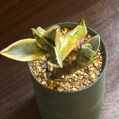 地下茎から発生した珍株 アガベ・アメリカーナ 子株2本立ち 発根済の画像