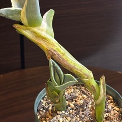 地下茎から発生した珍株 アガベ・アメリカーナ 子株2本立ち 発根済の画像