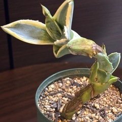 地下茎から発生した珍株 アガベ・アメリカーナ 子株2本立ち 発根済の画像