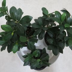 ガジュマル　３鉢セットの画像