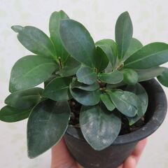 ガジュマル　３鉢セットの画像