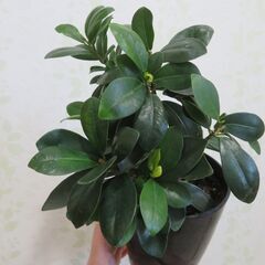 ガジュマル　３鉢セットの画像