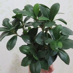 ガジュマル　３鉢セットの画像