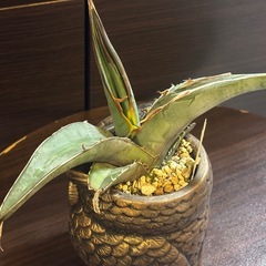 アガベ・ピーコッキー × 縁起の良い“金のフクロウ”ハンドメイド鉢の画像