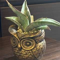 アガベ・ピーコッキー × 縁起の良い“金のフクロウ”ハンドメイド鉢の画像