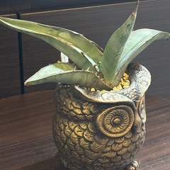 アガベ・ピーコッキー × 縁起の良い“金のフクロウ”ハンドメイド鉢の画像