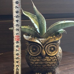 アガベ・ピーコッキー × 縁起の良い“金のフクロウ”ハンドメイド鉢の画像