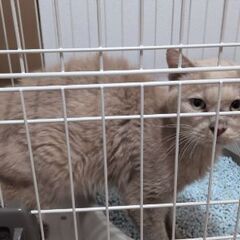 里親募集　早めに連絡お願いします。