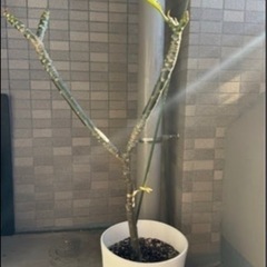 プルメリアの画像